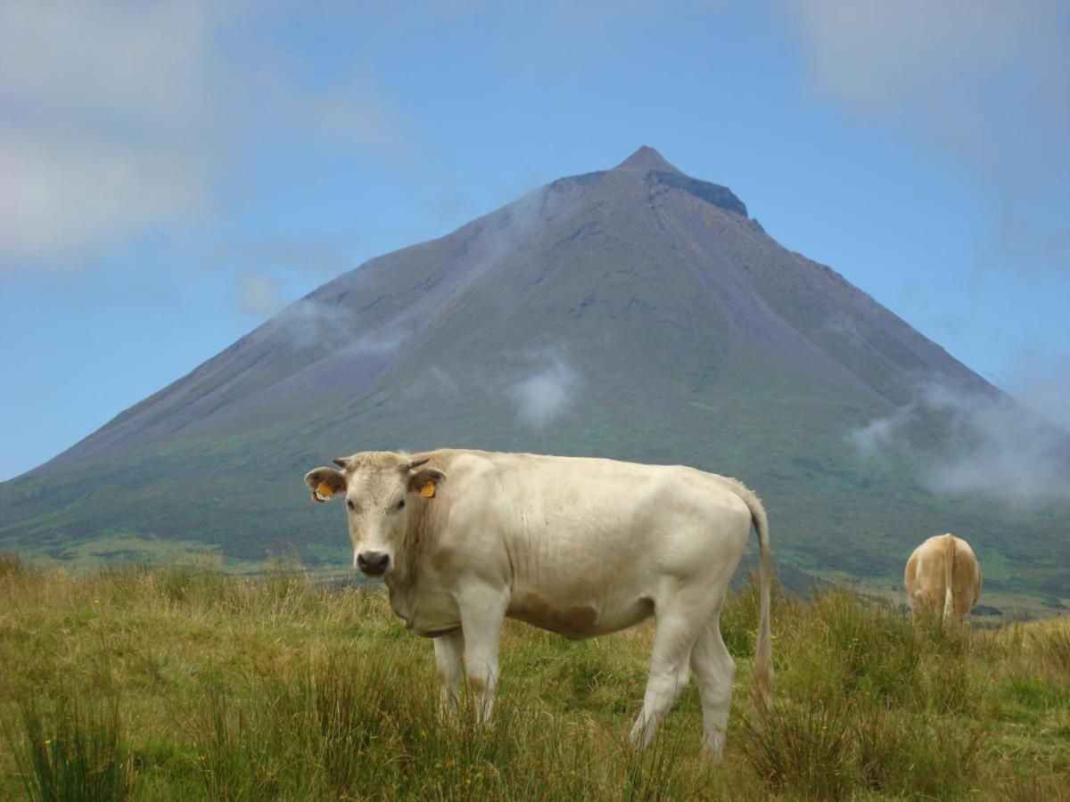 Vila Casa Da Abrotea Lajes do Pico Exteriér fotografie